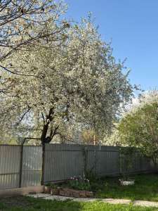 ������ 4-� ������� ���������, ���������, 7000 $