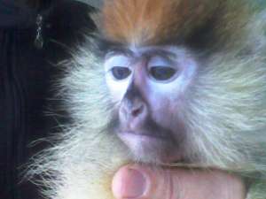 ������ - ����������