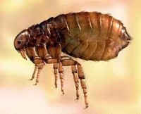 ������ � �����������!