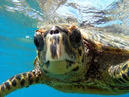 ������: �� � �� � - ����������