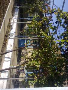 ������ ���