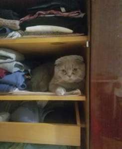 ������ ��� - ����������