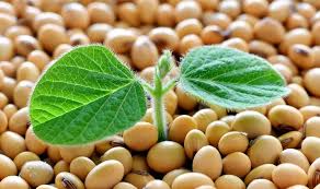 ������ ��� �� ³�������, �����������, �������, �����������, ��������� ������. - ����������