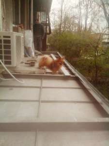 ������ ��� ���� � ��������� �����������