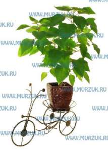 ������ ��� �����