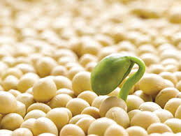 ������ ��� ����� - ����������