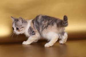 ������ ��� ������.