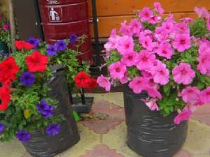 ������ ��� ��������