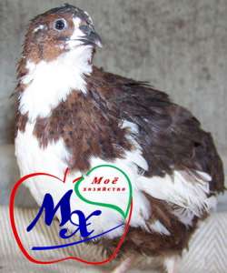 ������ ��� ����������� ���������.