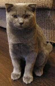 ������ ����