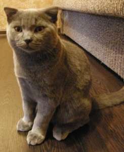 ������ ����