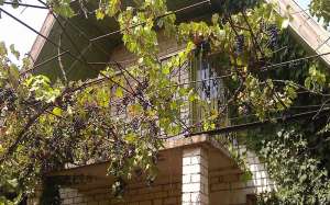 ������ ����