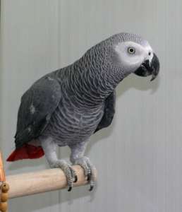 ������ ���� - ����������