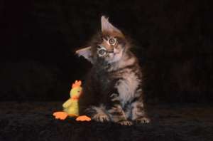 ������ ���� ���