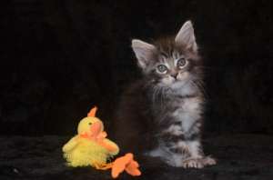 ������ ���� ���