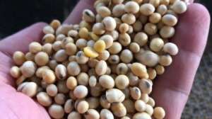 ������ ���� ������ (������, ����) ������� 44-46%. ��������, 24/7