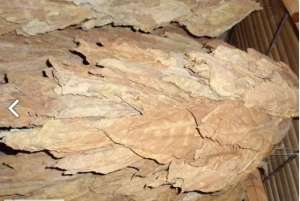 ������ �����