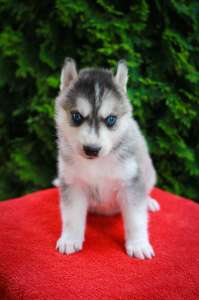 ������ �����