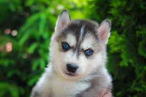 ������ �����