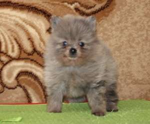 ������ �����