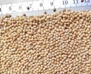 ������ ����� (� ����������) - ����������