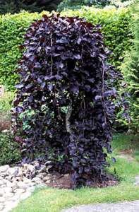 ������ ����� ����