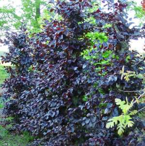 ������ ����� ����