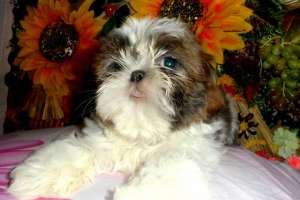 ������ ����� ��-���