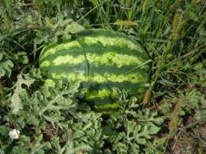 ������ ����� ����� � ����