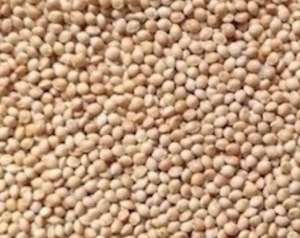 ������ ����� ������, ���� ��������, �����������, ��������, ���������� ���������, Padovan Niger - ����������