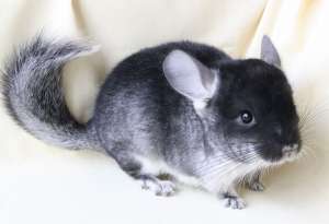 ������ ����� �������