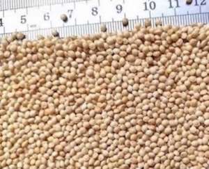 ������ �����. ������� ����� ����� ����� - ����������