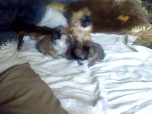 ������ ����� ��������.