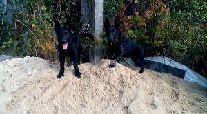 ������ ����� �������� ������� �������� ���������� - ����������