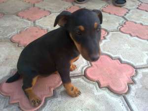 ������ ����� ���������� - ����������