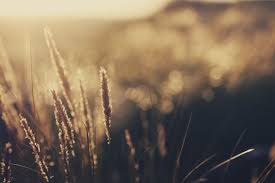 ������ ����� ����������� - ����������