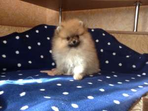 ������ ����� ������������ �����