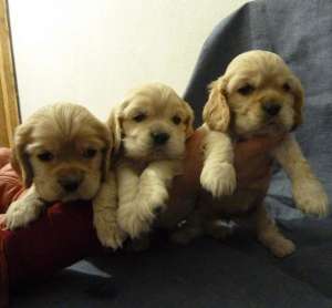 ������ ����� ������������� ����� �������� - ����������