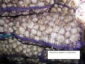 ������ ������ - ����������