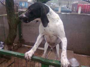 ������ ������