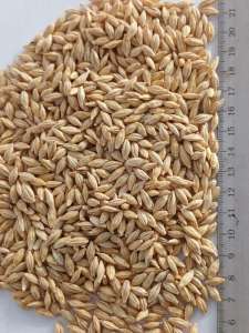 ������ ������ - ����������