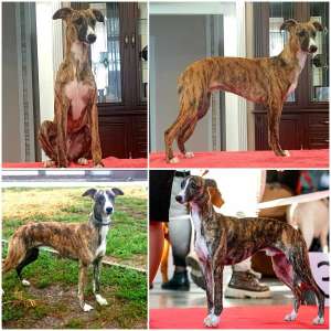 ������ - ������ �� �������, 1500 $ - ����������