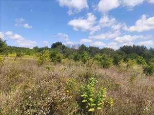 ������ ������ �� ������� �������� �����������, ��������, 5900 $