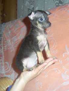 ������ ������ ���� ��� �������