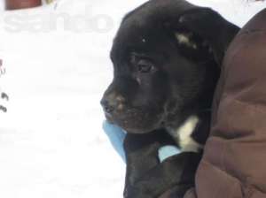 ������ ������ ���� ����� - ����������