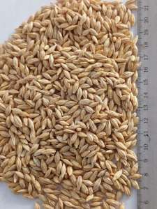 ������ ������ ������ - ����������