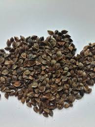 ������ ������ ������. �������� �����������