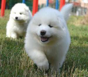 ������ ������ �������