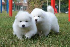 ������ ������ �������