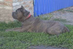 ������ ������ ����-�����